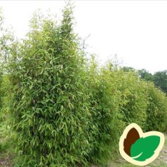 Bambus Trifina - Fargesia murielae Trifina