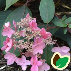 Hydrangea aspera Hot Chocolate - Fløjls Hortensia