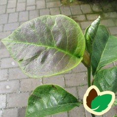 Magnolia soulangeana Black Tulip / Magnolia