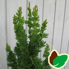 Chamaecyparis lawsoniana Little Spire - Cypres