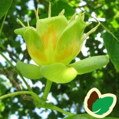 Liriodendron tulipifera Aureomarginatum - Broget Tulipantræ / 175-200 cm.