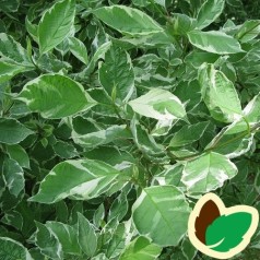 Hvidbroget Kornel 50-80 cm. - Bundt med 10 stk. barrodsplanter - Cornus alba Elegantissima