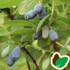 Lonicera coerulea Kirke - Blåfrugtet Gedeblad / 10 stk. 30-50 cm. Barrods - S