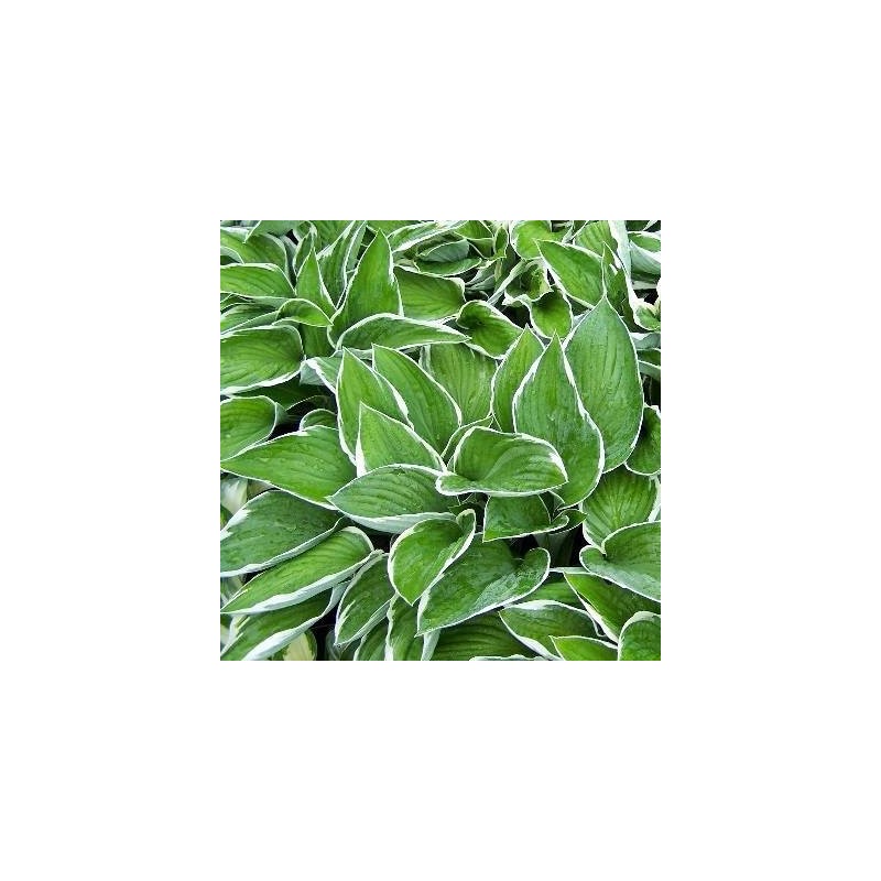 Hosta undulata Albomarginata / Funkia