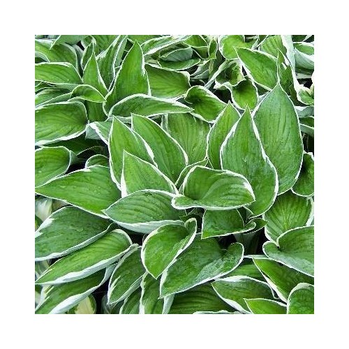 Hosta undulata Albomarginata / Funkia