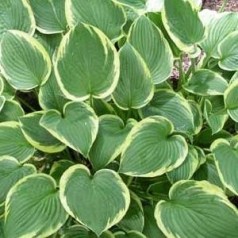Hosta fortunei Aureomarginata / Funkia