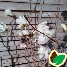 Magnolia loebneri Wildcat - Magnolie
