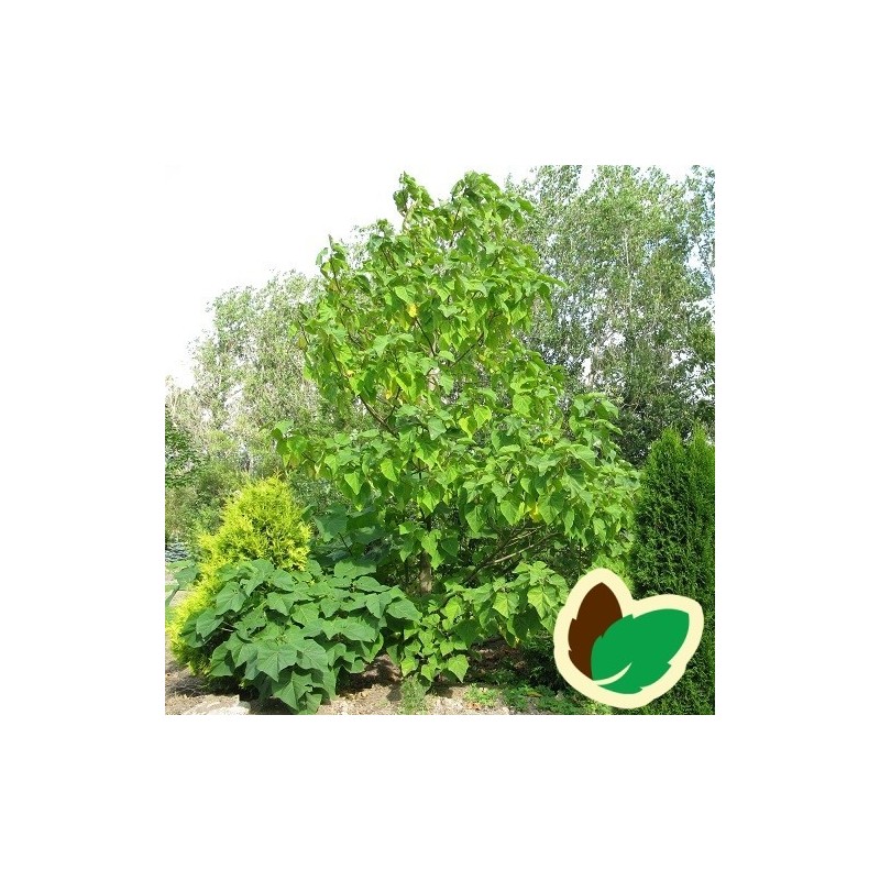 Kejsertræ 60-120 cm. - Paulownia tomentosa