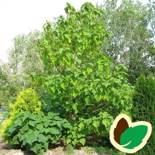 Kejsertræ 60-120 cm. - Paulownia tomentosa