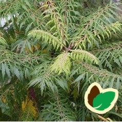 Rhus typhina Dissecta / Hjortetakstræ