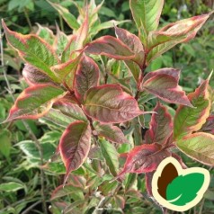 Weigela florida Nana Variegata - Klokkebusk