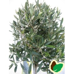 Oliventræer - Olea europaea