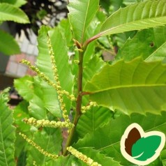 Castanea sativa Lyon - Spisekastanjer 80-100 cm.