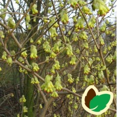 Corylopsis pauciflora / Hasselbror