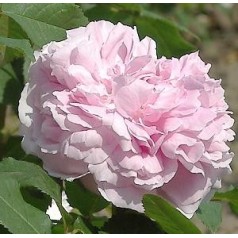 Buskrose - find buskroser og klatreroser online | Køb her