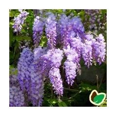 Wisteria - køb blåregn og japansk blåregn | Se vores udvalg