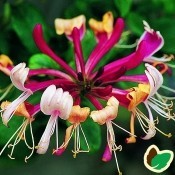 Kaprifolia / Lonicera - Kridtvejsplanter