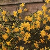 Vinterjasmin 'Jasminum nudiflorum' | Stort udvalg i slyngplanter