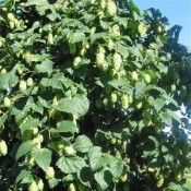 Humleplanter (’Humulus’) - Stort udvalg af humleplanter
