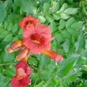 Trompetblomst 'Campsis' | Stort udvalg i Slyngplanter til haven