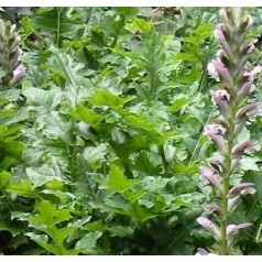 Bjørnetidsel - Acanthus planter til haven | Kridtvejs Planter