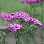 Achillea / Røllike