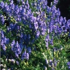 Stormhat (Aconitum) | Stort udvalg i staude & buske