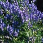 Aconitum / Stormhat