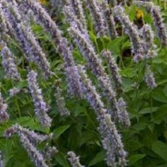 Anis Isop - køb agastache og indianermynte her | Kridtvejs Planter