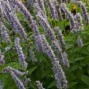 Agastache / Anis Isop