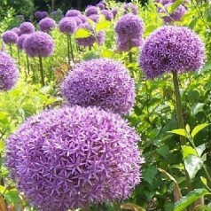 Prydløg - Køb allium og stauder online | Kridtvejs Planter