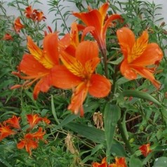 Inkalilje - alstroemeria stauder til din have | Se vores sortiment