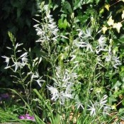 Edderkoppeurt (Anthericum) | Stort udvalg i staude & buske