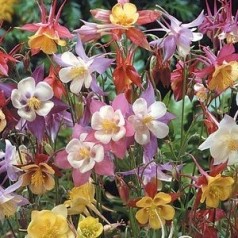 Akeleje 'Aquilegia' | Stort udvalg i stauder & buske