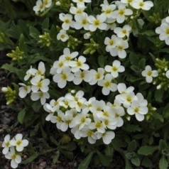 Kalkkarse - vælg dine arabis planter hos Kridtvejs Planter | Se vores udvalg