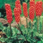Ingefær 'Arum' | Stort udvalg i stauder & buske til haven