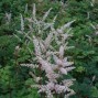 Aruncus / Fjerbusk