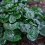 Asarum / Hasselurt