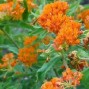 Asclepias / Silkeplante