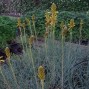 Asphodeline / Kejserlys