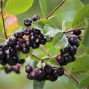Surbær - Aronia