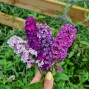 Sommerfuglebusk - Buddleja