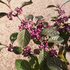 Glasbær 'Callicarpa' | Stort udvalg i Glasbær & buske til haven