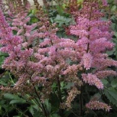 Astilbe planter – Skab farverige blomsterbede i din have