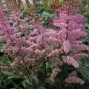 Astilbe / Astilbe