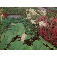 Parasolblad - køb Astilboides online hos Kridtvejs Planter