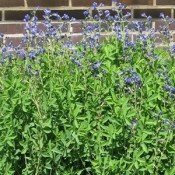Farvebælg 'Baptisia' | Stort udvalg i stauder & buske til haven