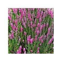 Calluna - lyng planter til haven | Køb online hos Kridtvejs Planter