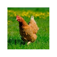 Fjerkræ | Stort udvalg i tilbehør til høns
