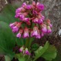 Bergenia / Kæmpestenbræk